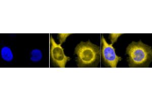 Immunocytochemistry/Immunofluorescence analysis using Rat Anti-GRP94 Monoclonal Antibody, Clone 9G10 (ABIN361653 and ABIN361654). (GRP94 antibody)