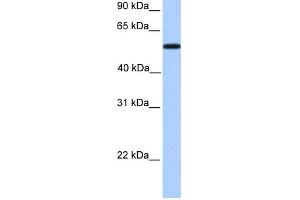 WB Suggested Anti-UGT2A3 Antibody Titration:  0. (UGT2A3 antibody  (Middle Region))