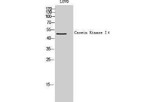 Western Blotting (WB) image for anti-Casein Kinase 1, epsilon (CSNK1E) (Internal Region) antibody (ABIN3183663) (CK1 epsilon antibody  (Internal Region))