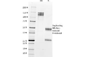 SDS-PAGE Analysis Purified with Nucleolin Monoclonal Antibody (364-5).