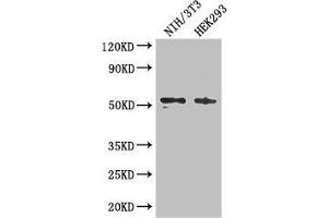 Western Blot Positive WB detected in: NIH/3T3 whole cell lysate, HEK293 whole cell lysate All lanes: RTCB antibody at 3 μg/mL Secondary Goat polyclonal to rabbit IgG at 1/50000 dilution Predicted band size: 56 kDa Observed band size: 56 kDa