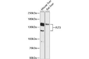 Western blot analysis of extracts of various cell lines, using FLT3 antibody (ABIN6134577, ABIN6140692, ABIN6140695 and ABIN6216099) at 1:1000 dilution. (FLT3 antibody  (AA 650-750))