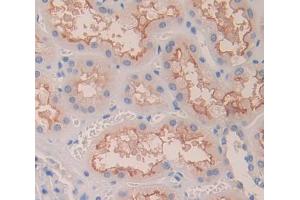 Figure. (CD99 antibody  (AA 31-185))