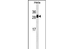 TMED1 Antibody (Center) (ABIN1538614 and ABIN2849286) western blot analysis in Hela cell line lysates (35 μg/lane). (TMED1 antibody  (AA 77-104))