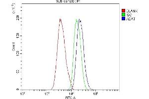 anti-4-Aminobutyrate Aminotransferase (ABAT) (AA 388-500) antibody