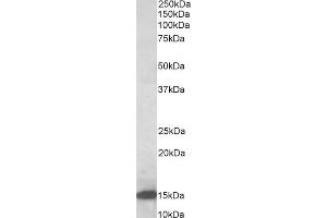 ABIN5539727 (0. (LGALS1/Galectin 1 antibody  (AA 100-112))