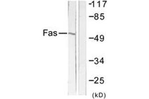 Western blot analysis of extracts from LOVO cells, using FAS Antibody. (FAS antibody  (AA 281-330))