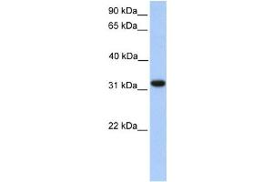 Western Blotting (WB) image for anti-Electron-Transfer-Flavoprotein, alpha Polypeptide (ETFA) antibody (ABIN2459725) (ETFA antibody)