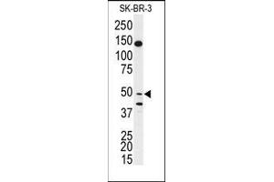Western blot analysis of anti-BPIL1 Antibody (N-term) Cat. (BPIL1 antibody  (N-Term))