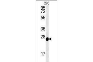 Western blot analysis in 293 cell line lysates (35ug/lane). (Peroxiredoxin 6 antibody  (AA 103-132))