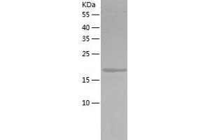 Western Blotting (WB) image for 5,10-Methenyltetrahydrofolate Synthetase (5-Formyltetrahydrofolate Cyclo-Ligase) (MTHFS) (AA 1-203) protein (His tag) (ABIN7286323) (MTHFS Protein (AA 1-203) (His tag))