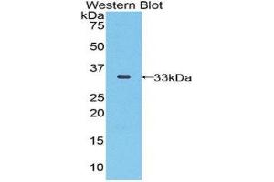 Western Blotting (WB) image for anti-Selenoprotein P1, Plasma (SEPP1) (AA 60-274) antibody (ABIN1860529) (SEPP1 antibody  (AA 60-274))