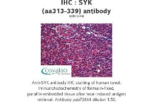 Image no. 1 for anti-Spleen tyrosine Kinase (SYK) (AA 313-339) antibody (ABIN1739810) (SYK antibody  (AA 313-339))
