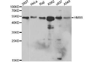 Western blot analysis of extracts of various cell lines, using HMBS antibody. (HMBS antibody  (AA 1-361))