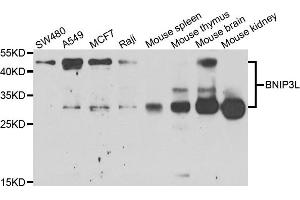 Western blot analysis of extracts of various cell lines, using BNIP3L antibody. (BNIP3L/NIX antibody)