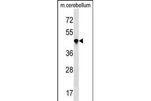 IL4 Antibody (N-term) (ABIN1538998 and ABIN2850087) western blot analysis in mouse cerebellum tissue lysates (35 μg/lane). (PPIL4 antibody  (N-Term))