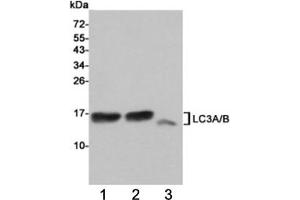 Western blot testing of 1) rat cerebral cortex, 2) rat brain and 3) human HeLa cell  lysates using LC3A/B antibody at 1:1000. (LC3A / LC3B antibody)
