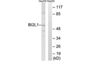Western blot analysis of extracts from HepG2 cells, using BAIAP2L1 Antibody. (BAIAP2L1 antibody  (AA 111-160))
