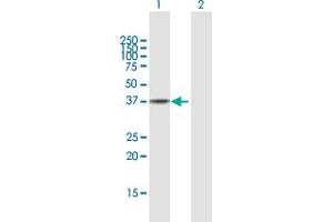 Western Blot analysis of HSP90B1 expression in transfected 293T cell line by HSP90B1 MaxPab polyclonal antibody.