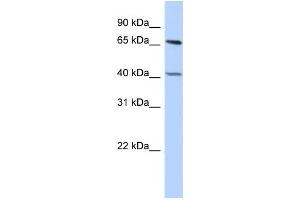 Western Blotting (WB) image for anti-Retinoblastoma Binding Protein 5 (RBBP5) antibody (ABIN2458075)