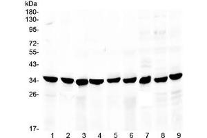 Western blot testing of 1) rat stomach, 2) rat small intestine, 3) rat pancreas, 4) mouse stomach, 5) mouse pancreas, 6) human MCF7, 7) human HeLa and 8) human 22RV1 lysate with COPE antibody at 0. (COPE antibody)