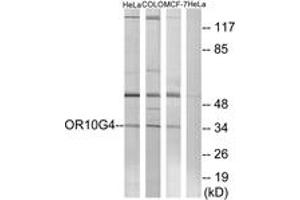 Western blot analysis of extracts from HeLa/COLO/MCF-7 cells, using OR10G4 Antibody.