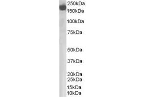 ABIN185437 staining (0. (Complement Factor H antibody  (Internal Region))