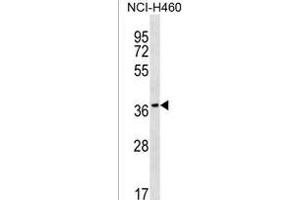 RAB36 Antibody (C-term) (ABIN1537092 and ABIN2849894) western blot analysis in NCI- cell line lysates (35 μg/lane).