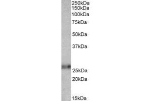Western Blotting (WB) image for anti-Ephrin A1 (EFNA1) (AA 144-155) antibody (ABIN793208) (Ephrin A1 antibody  (AA 144-155))