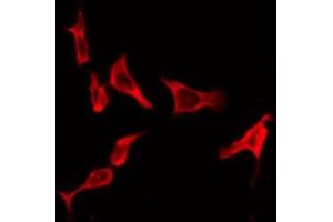 ABIN6276211 staining Hela by IF/ICC. (Relaxin 3 Receptor 1 antibody  (Internal Region))