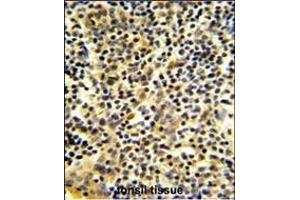 Formalin-fixed and paraffin-embedded human tonsil tissue reacted with BPI Antibody (Center), which was peroxidase-conjugated to the secondary antibody, followed by DAB staining. (BPI antibody  (AA 293-324))