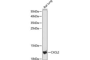 Western blot analysis of extracts of rat lung, using CXCL2 antibody (ABIN6130154, ABIN6139275, ABIN6139276 and ABIN6216344) at 1:3000 dilution. (CXCL2 antibody  (AA 1-107))