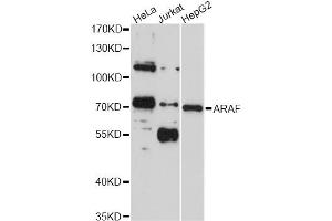 Western blot analysis of extracts of various cell lines, using ARAF antibody (ABIN4902938) at 1:1000 dilution. (ARAF antibody)
