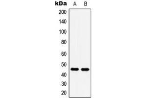 Western blot analysis of 5-HT1A expression in Saos2 (A), Jurkat (B) whole cell lysates.