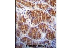 Cdc14 Antibody (ABIN652436 and ABIN2842275) immunohistochemistry analysis in formalin fixed and paraffin embedded human stomach tissue followed by peroxidase conjugation of the secondary antibody and DAB staining. (CDC14A antibody)