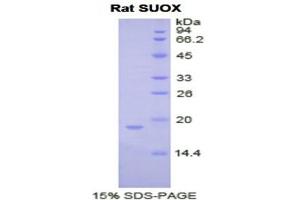 SDS-PAGE (SDS) image for Sulfite Oxidase (SUOX) (AA 397-540) protein (His tag) (ABIN2122152) (SUOX Protein (AA 397-540) (His tag))