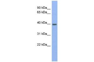WB Suggested Anti-PANX3 Antibody Titration:  0. (Pannexin 3 antibody  (Middle Region))