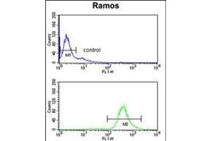 EIF2A Antibody (Center) (ABIN653474 and ABIN2842895) flow cytometry analysis of Ramos cells (bottom histogram) compared to a negative control cell (top histogram). (EIF2A antibody  (AA 437-465))