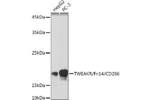 Western blot analysis of extracts of various cell lines, using TWEAKR/Fn14/CD266 Rabbit mAb (ABIN7271064) at 1:500 dilution. (TNFRSF12A antibody)
