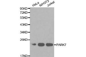 Western blot analysis of extracts of various cell lines, using PARK7 antibody. (PARK7/DJ1 antibody  (AA 1-189))