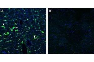 Expression of Calcitonin Receptor-Like Receptor in rat brain stem - Immunohistochemical staining of perfusion-fixed frozen rat brain sections with Anti-CRLR/CALCRL (extracellular) Antibody (ABIN7042979, ABIN7044198 and ABIN7044199), (1:200), followed by goat anti-rabbit-AlexaFluor-488.