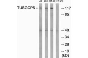 Western Blotting (WB) image for anti-Tubulin, gamma Complex Associated Protein 5 (TUBGCP5) (AA 741-790) antibody (ABIN2890336) (TUBGCP5 antibody  (AA 741-790))