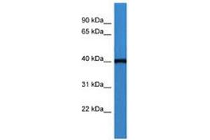 Image no. 1 for anti-ArsA Arsenite Transporter, ATP-Binding, Homolog 1 (ASNA1) (C-Term) antibody (ABIN6746777) (ASNA1 antibody  (C-Term))