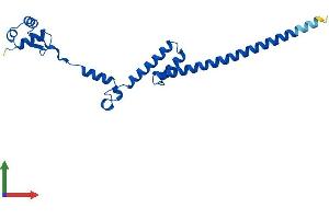 AlphaFold protein structure predicition of Human Recombinant RPL19 Protein, UniprotID P84098