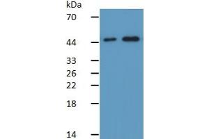 Rabbit Detection antibody from the kit in WB with Positive Control: Sample Lane1: Human Placenta Tissue; Lane2: Human Hela Cells. (Caspase 9 ELISA Kit)