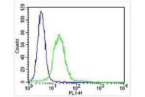 Overlay histogram showing U-2 OS cells stained with (ABIN6243592 and ABIN6578121) (green line). (ITGA7 antibody  (N-Term))