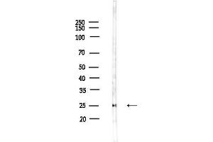 Western blot analysis of lysates from HepG2 cells(heat-shock,45 min treatment), using Id1 Antibody at 1/1000 dilution.