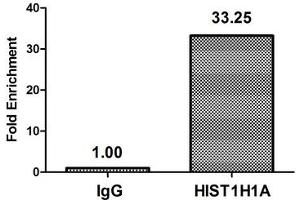 Chromatin Immunoprecipitation Hela (4*10 6 ) were treated with Micrococcal Nuclease, sonicated, and immunoprecipitated with 8 μg anti-HIST1H1A (nacHU) or a control normal rabbit IgG. (Histone H1.1 antibody)