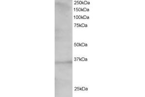 Western Blotting (WB) image for anti-Transcription Factor 19 (TCF19) (C-Term) antibody (ABIN2466242) (TCF19 antibody  (C-Term))