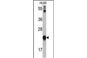 Western blot analysis of GLO1 antibody in HL60 cell line lysates (35ug/lane)